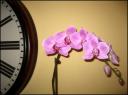 03nov2006-orchid.jpg