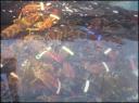 04nov2006-lobster_tank.jpg