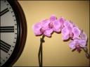 04nov2006-orchid.jpg