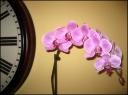 05nov2006-orchid.jpg