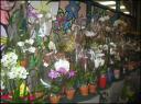 05nov2006-traders_orchids.jpg